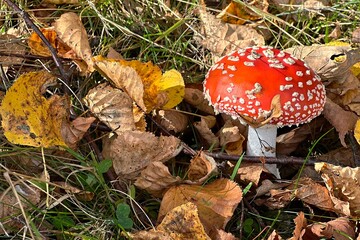 amanita muscaria