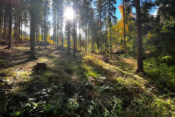 spruce forest on a slope © Adam
