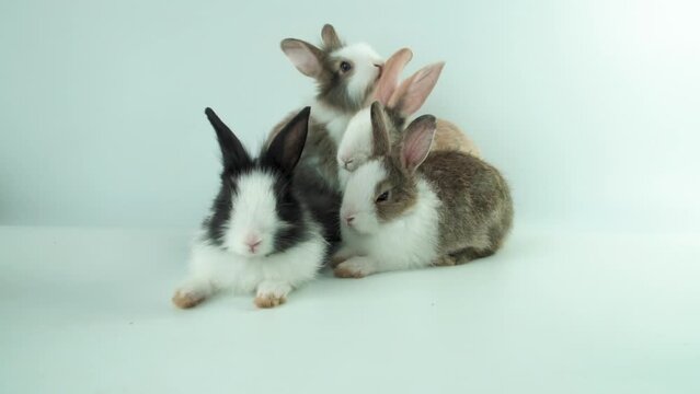 Baby Rabbit Group