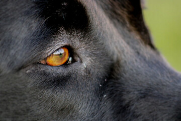 close up of dog's face