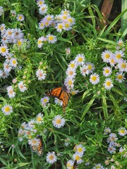 butterfly on daisy