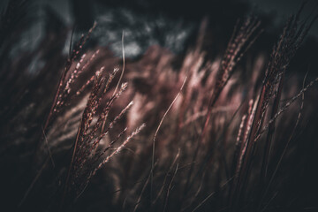 grass in the wind