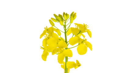 Colza white background. Yellow rape flowers for healthy food oil