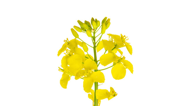 Colza white background. Yellow rape flowers for healthy food oil