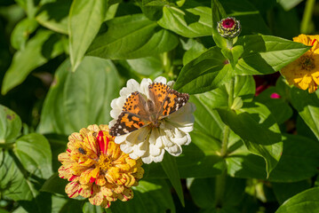 A Painted Lady Butterfly On Zinnia Flowers