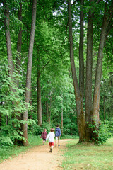 Fototapeta premium A place in the forest