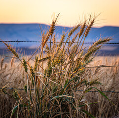 Wheat growing along the field fence