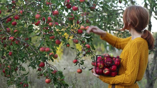 girl picking the apples from the tree