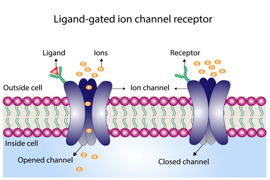 Ligand gated ion channel receptors. Mechanism for the transport of ions. Cell membrane receptors for ligands bind. Top view of ion channel opened channel closed channel