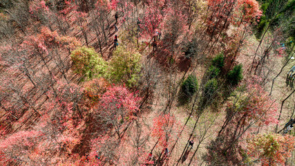 Autumn red leaves scenery of Jingyuetan National Forest Park in Changchun, China