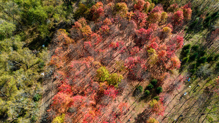 Autumn red leaves scenery of Jingyuetan National Forest Park in Changchun, China