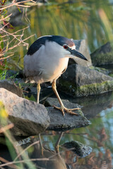 Black-crowned Night-Heron, Nycticorax nycticorax. Photographed in the San Francisco Bay Area, California. May 2022