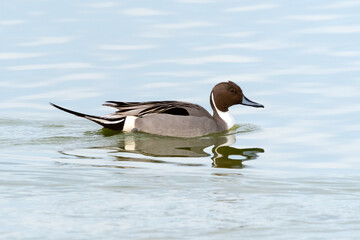Male Northern Pintail, Anas acuta. Photographed in the San Francisco Bay Area, California. February of 2022.