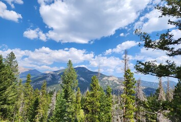 pine trees and sky