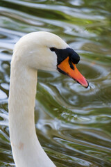Mute swan or Cygnus olor, close-up view of the head of a swan with white plumage and orange beak with the water in the background.