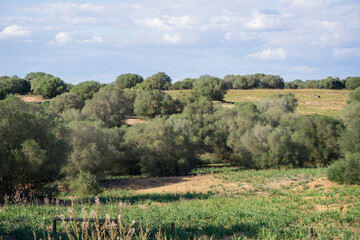 Mediterranean forest landscape in the Dehesa de Abajo nature reserve, full of wild olive trees. Andalusia, Spain.