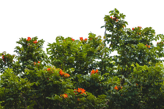 Tulipan africano tree with red beautiful spathodea campanulata plants without background from puerto rico	