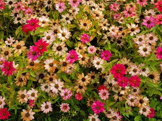 Obraz premium Zinnia Flor