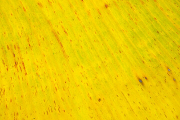 Banana leaves background and texture, Autumn leaves, banner, cover design 