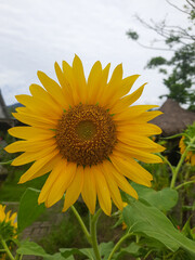 Beautiful sunflower with a sunny day with blurry nature background