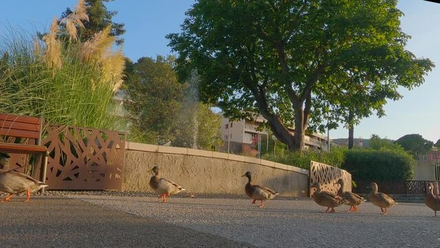 Une procession de canards qui se prom&egrave;ne dans le parc.