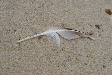 Brown and white sea gull feather laying on fine sand close up