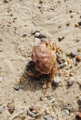 Crab carcass laying on the sand as if alive. Dead sea crab close up. Red carapace.
