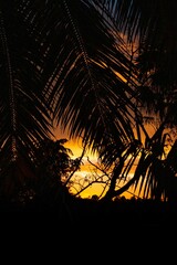 palmera al atardecer 