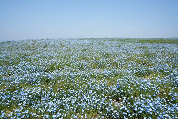 Nemophila Field of Maishima Seaside Park in Osaka, Japan