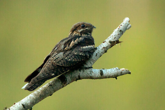Fototapeta Lelek (Caprimulgus europaeus)