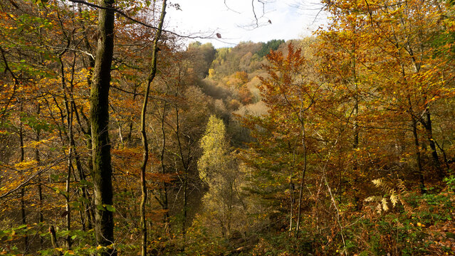Paysage de forêt ardennaise en automne