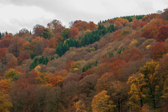 Couleurs d'automne en forêt mixte, Ardennes belges