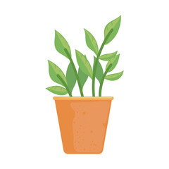 houseplant in pot