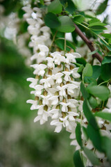 Blossoms and flowers