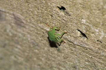Halyomorpha Halys insect macro photo
