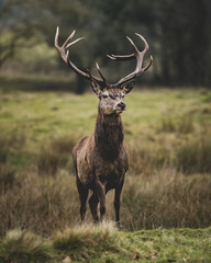 deer stag