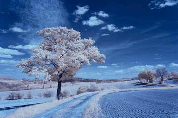 infrared photography - ir photo of landscape under sky with clouds - the art of our world in the...