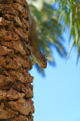 View of a squirrel on a palm tree in Florida