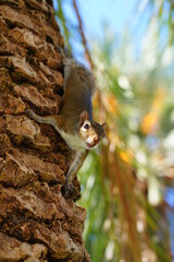 View of a squirrel on a palm tree in Florida