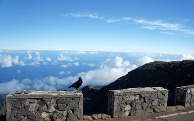 A raven that lives above the clouds on top of the island of La Palma. Canary Islands, Spain.