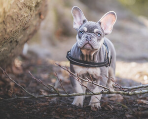 french bulldog puppy