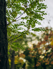 leaves in the forest