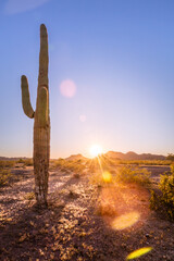Desert sun with cactus