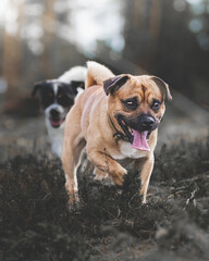 Fototapeta premium dogs playing in the woods