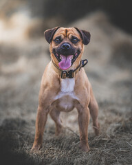 portrait of a stacked small dog 
