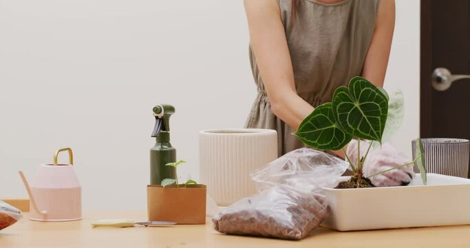 Woman put her plant into a pot at home