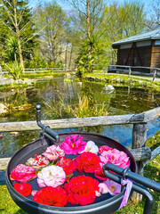 The vase with camellia flowers in Camellia Park, Locarno, Switzerland