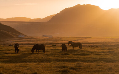 Fototapeta na wymiar horses grazing in the field in the morning sunlight