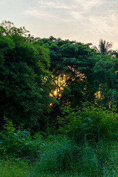 The sun rises behind the line
tree Tropical style along the morning sky.
