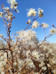 wild aster seed in the field